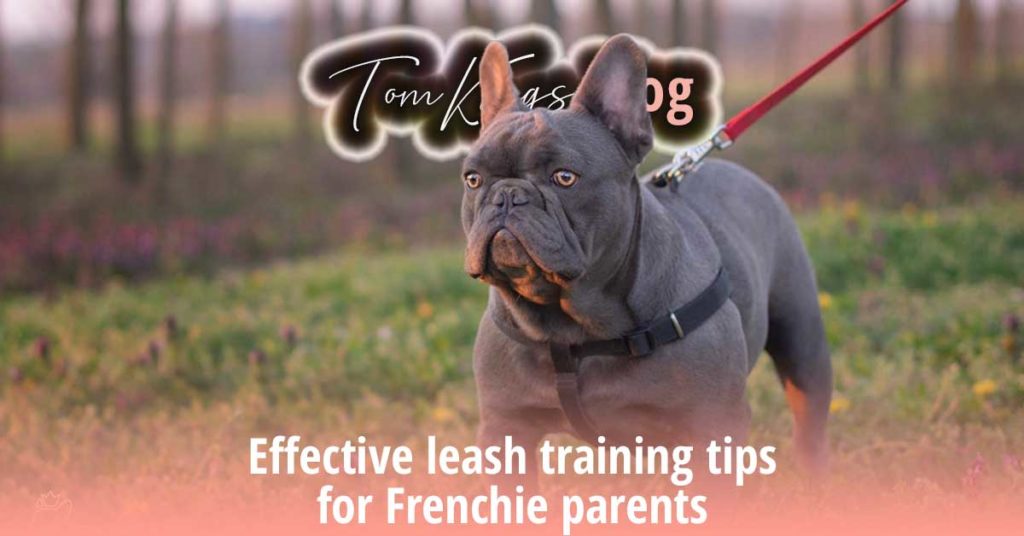 Effective leash training tips for Frenchie parents - TomKings Blog