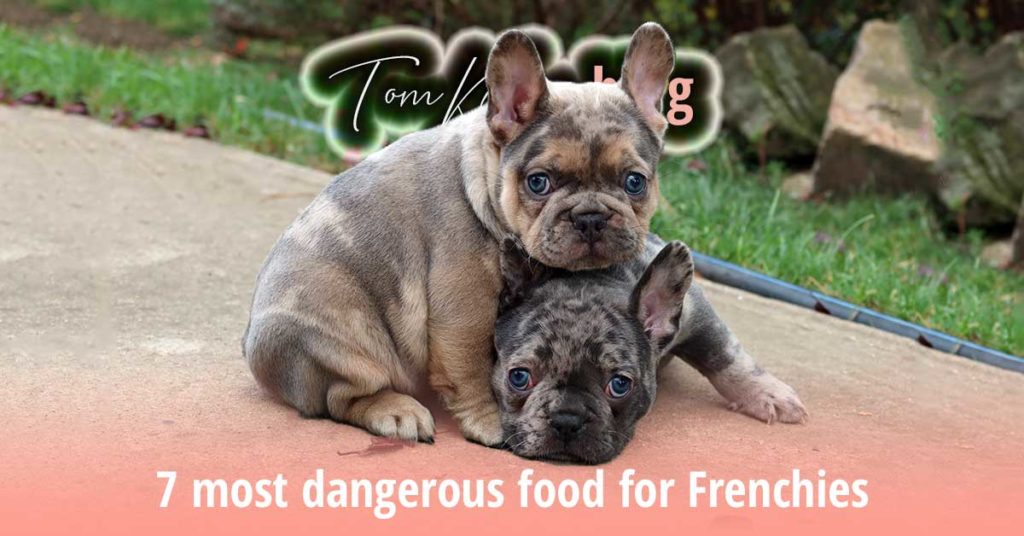 7 most dangerous food for Frenchies - TomKings Blog