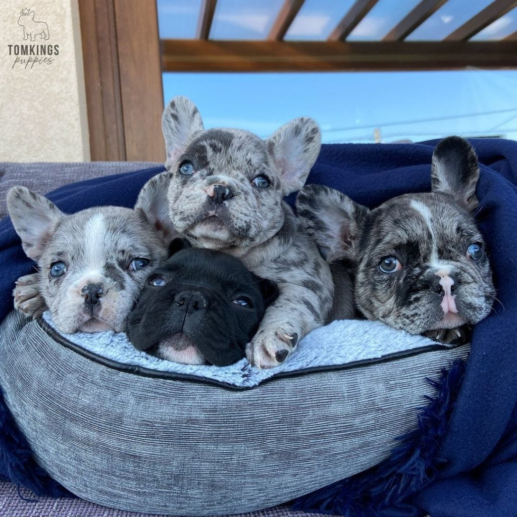 Our top 10 cutest pictures of TomKings Frenchies - TomKings Blog