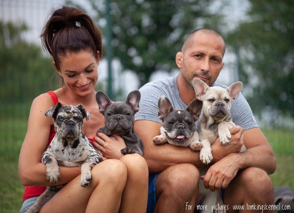 Our top 10 cutest pictures of TomKings Frenchies - TomKings Blog