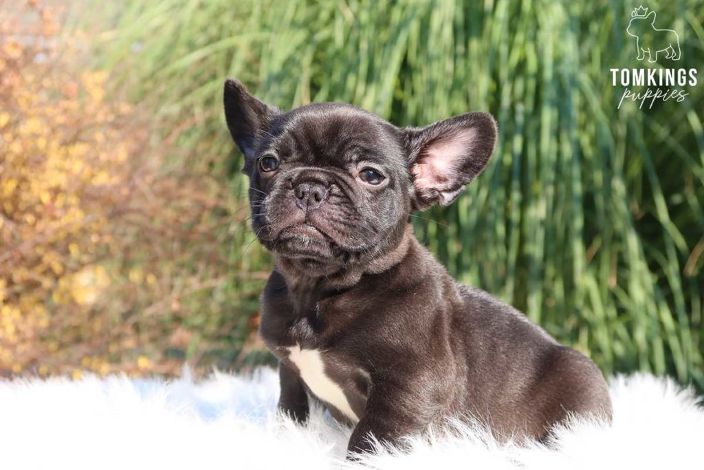 Are Frenchies smart? How intelligent is this breed? - TomKings Blog