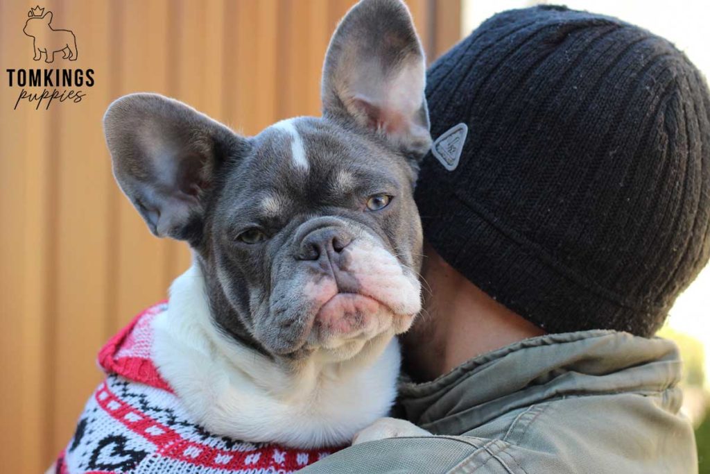 Top 25 Frenchie names: how to find the perfect one - TomKings Blog