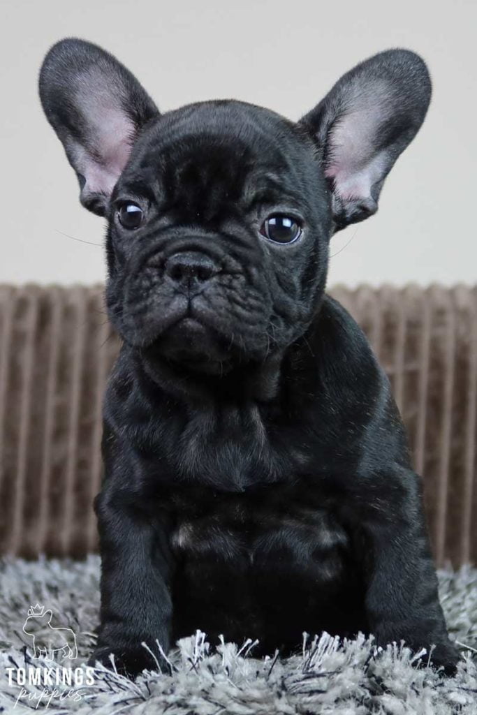 Celina, available French Bulldog puppy at TomKings Puppies
