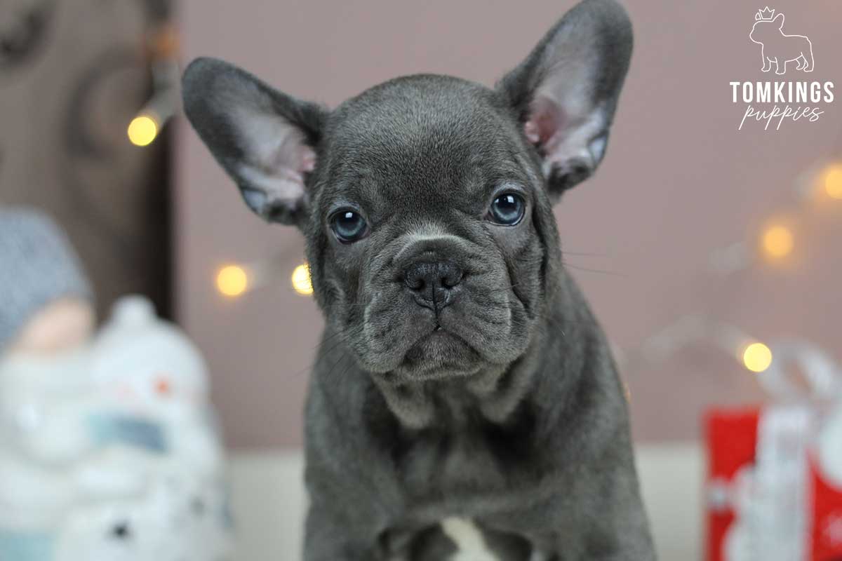 Step-by-step guide to crate train your Frenchie - TomKings Kennel