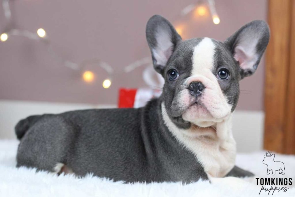 Doyle, available French Bulldog puppy at TomKings Puppies