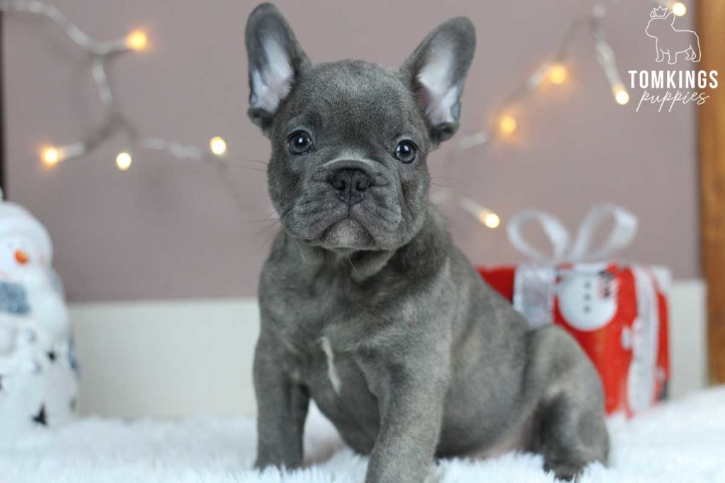 Gideon, available French Bulldog puppy at TomKings Puppies