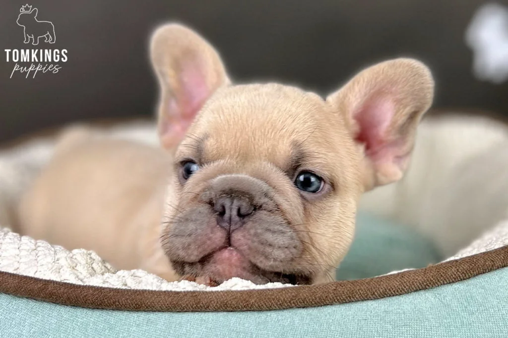 Are Frenchies smart? How intelligent is this breed? - TomKings Blog