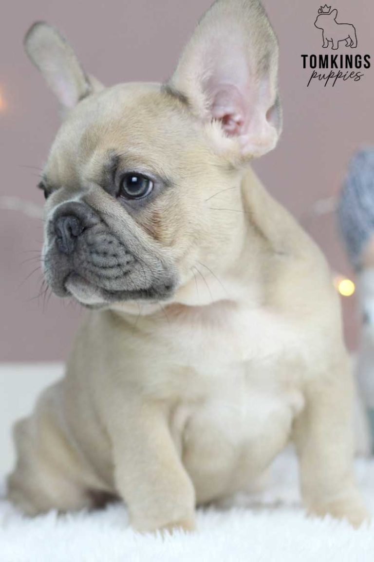 Nardo, available French Bulldog puppy at TomKings Puppies