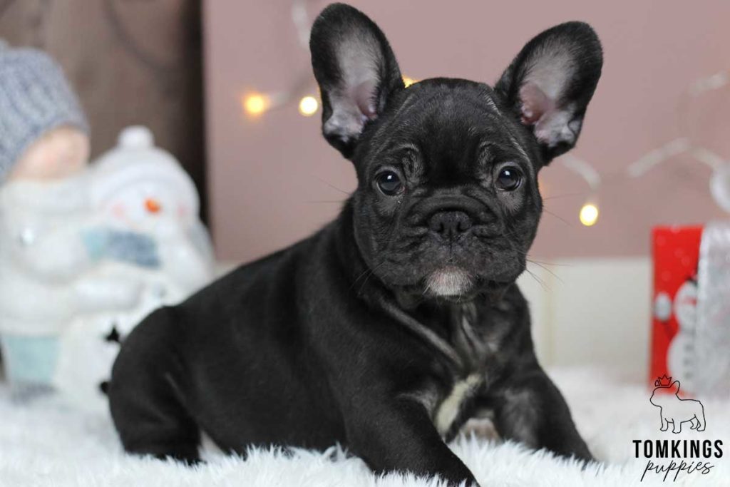 Nellie, available French Bulldog puppy at TomKings Puppies