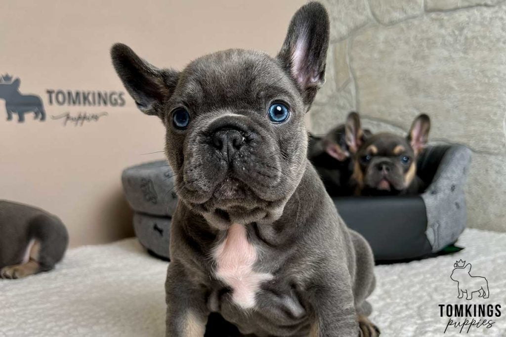 Nicklaus, available French Bulldog puppy at TomKings Puppies