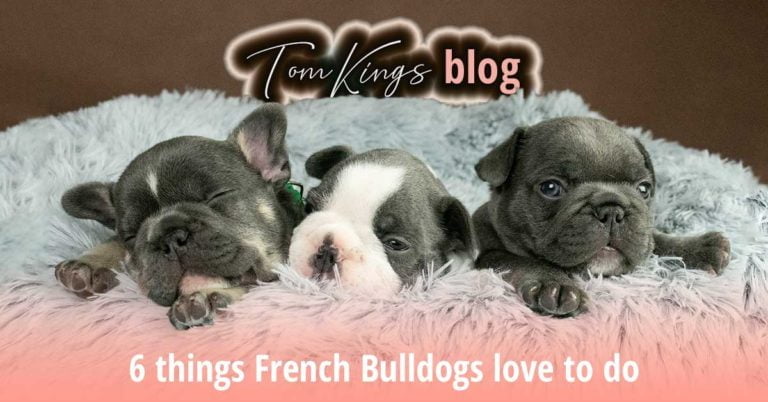 6 things French Bulldogs love to do - TomKings Blog