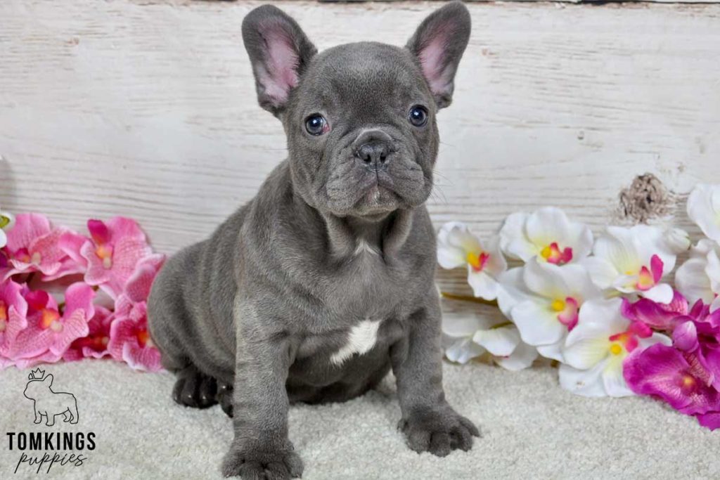 Zelda, available French Bulldog puppy at TomKings Puppies