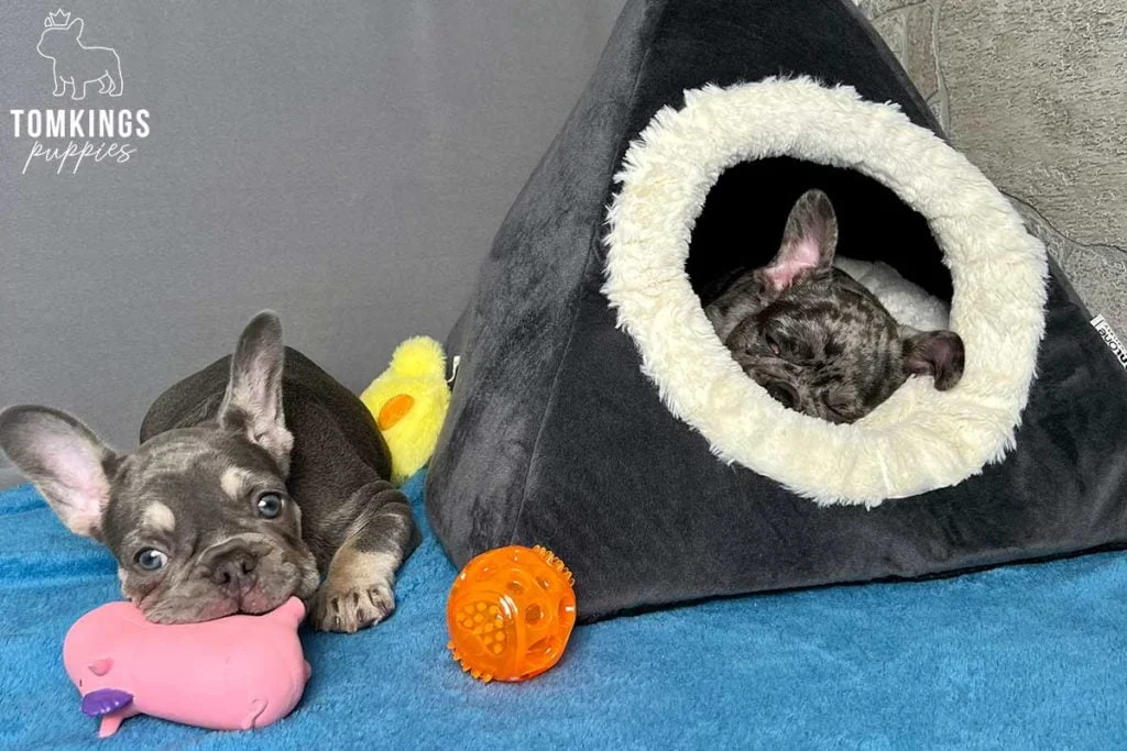 Playing with your Frenchie – Why and how should you do it? - TomKings Blog