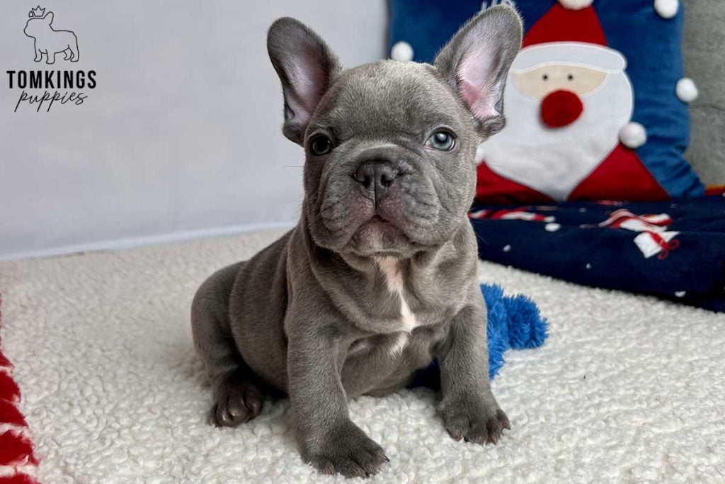 Playing with your Frenchie – Why and how should you do it? - TomKings Blog