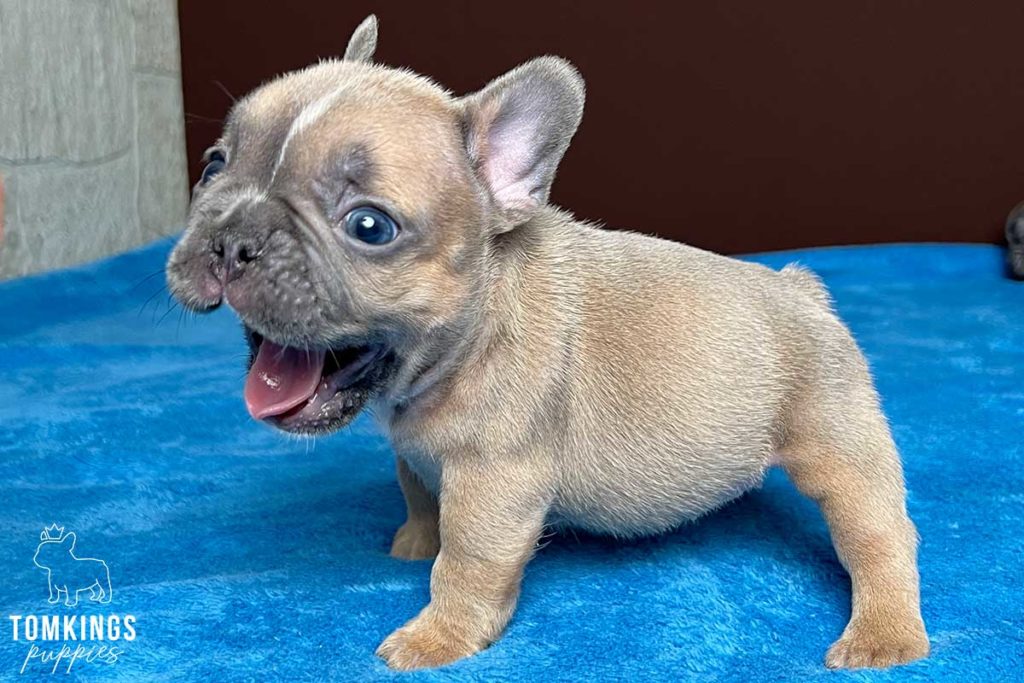 Our 5 most popular Frenchie blog posts from 2021 - TomKings Blog
