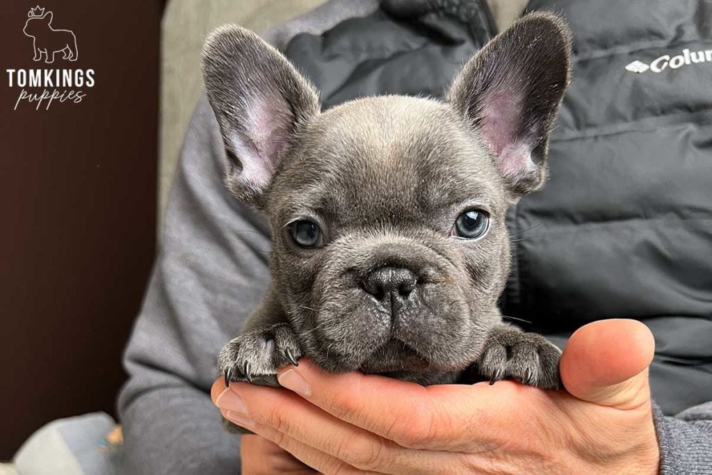 Playing with your Frenchie – Why and how should you do it? - TomKings Blog