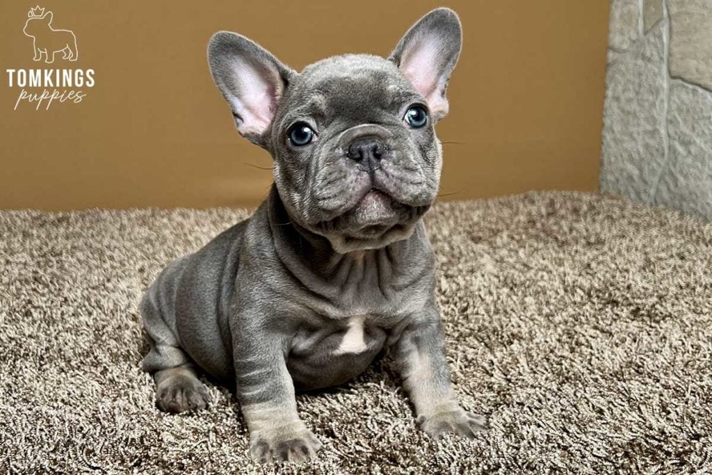 Richmond, available French Bulldog puppy at TomKings Puppies