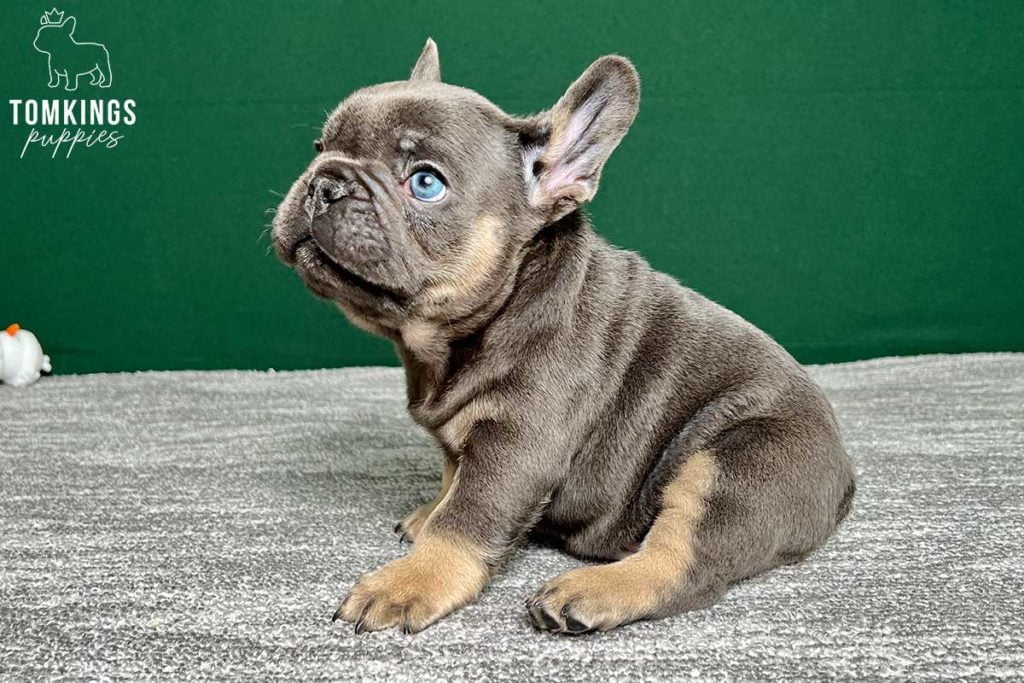 Roux, available French Bulldog puppy at TomKings Puppies