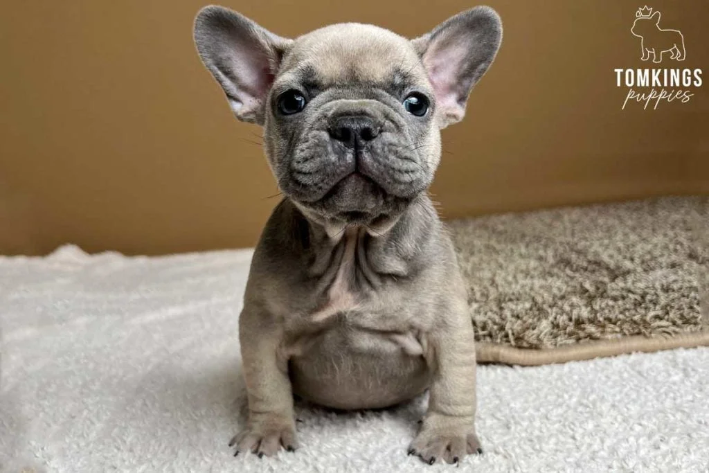 Sasha, available French Bulldog puppy at TomKings Puppies