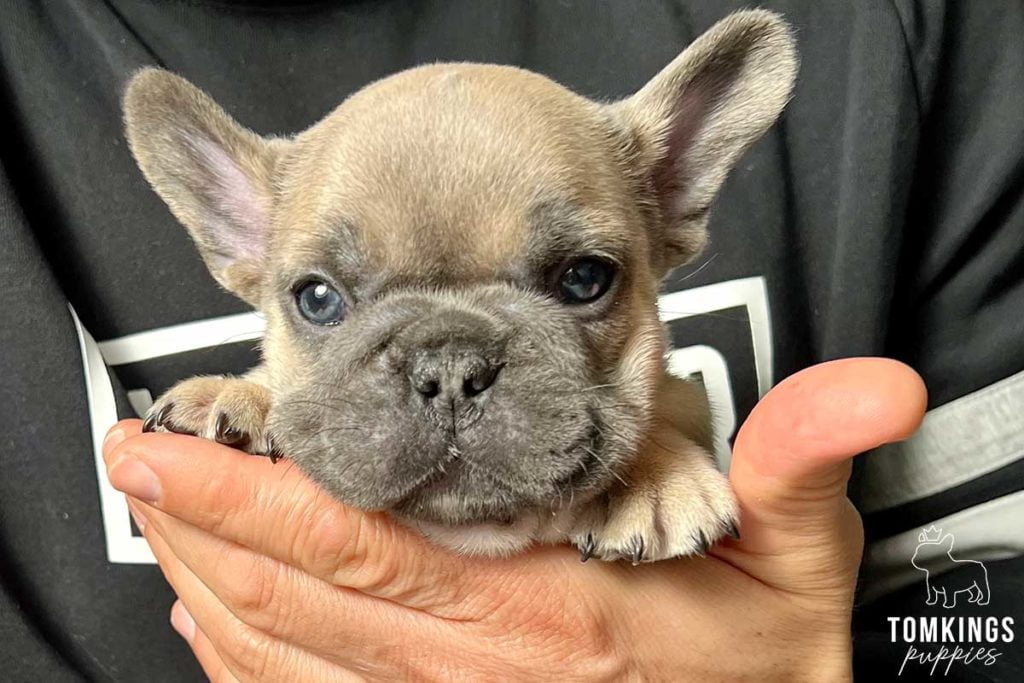 We all treat our French Bulldogs as family members and behave with them like that. It’s important to note, however, that there are some things they don’t like as much as humans. While a lot depends on how they are raised and trained, try to avoid the things below. - TomKings Blog