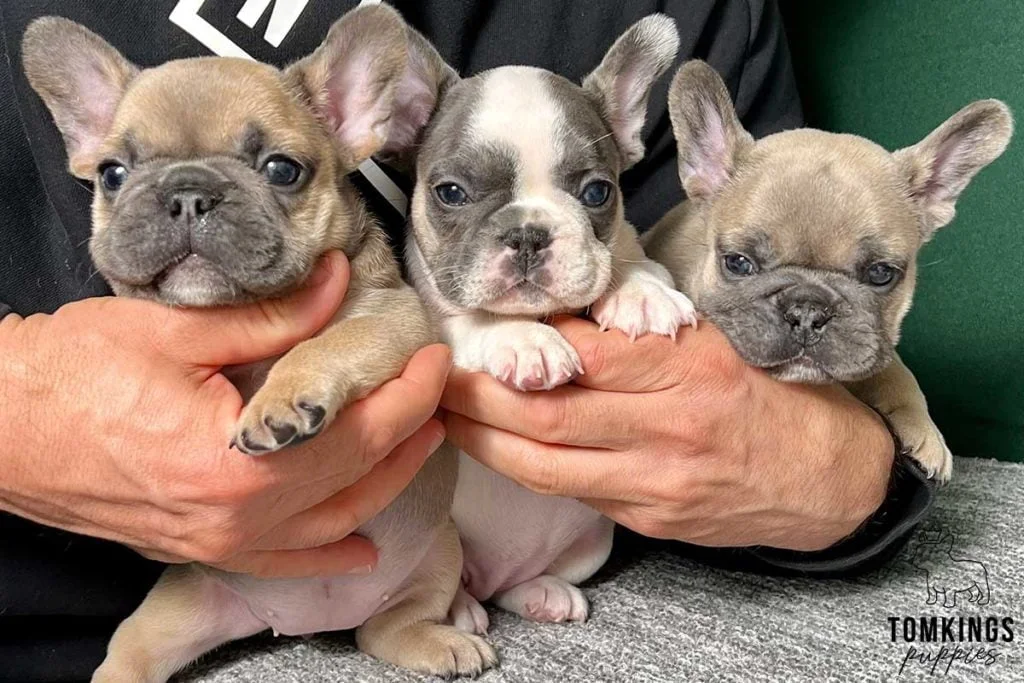 Top 25 Frenchie names: how to find the perfect one - TomKings Blog