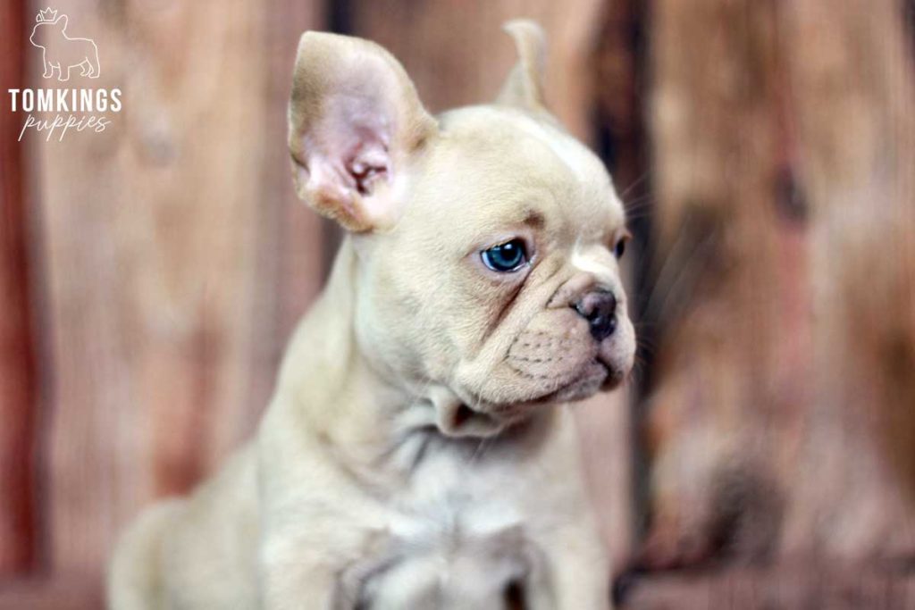 What to do when your Frenchie is lost? - TomKings Blog