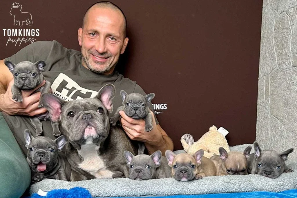 French Bulldog breeder - TomKings Blog