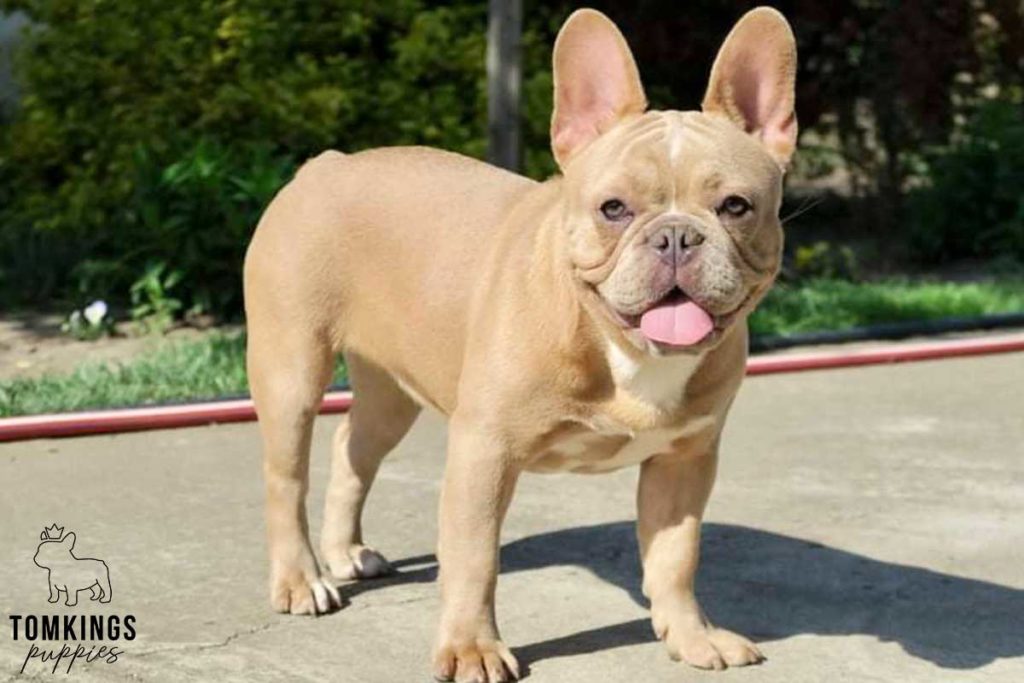 What to do when your Frenchie is lost? - TomKings Blog