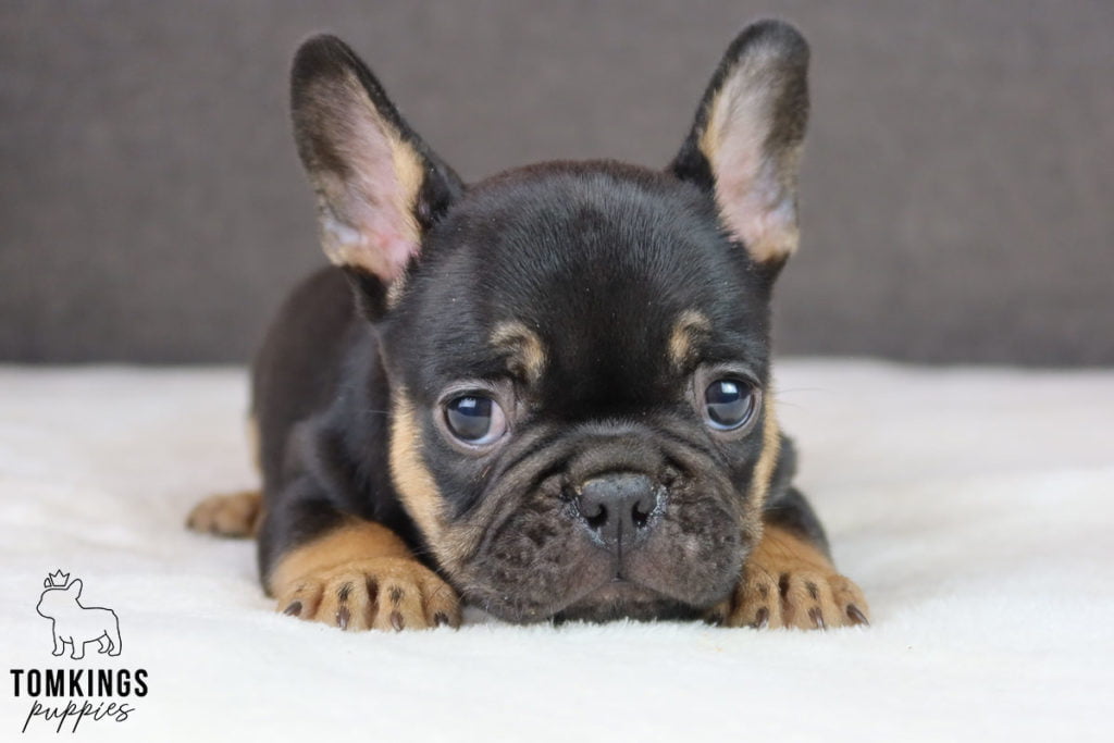 Why and how to avoid French bulldog puppy farms? - TomKings Blog