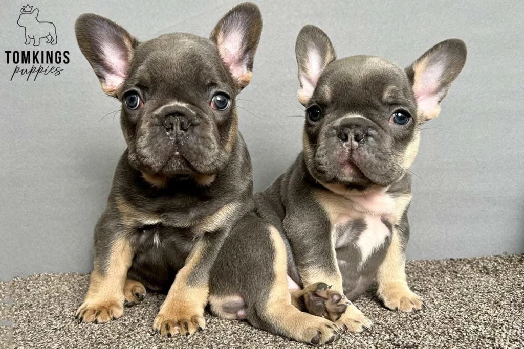 Five mistakes parents make when feeding their Frenchie - TomKings Blog