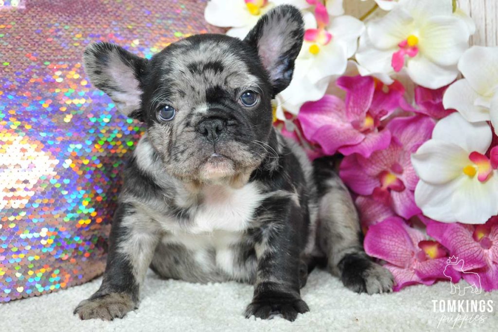 How to avoid French Bulldog Scams - TomKings Blog