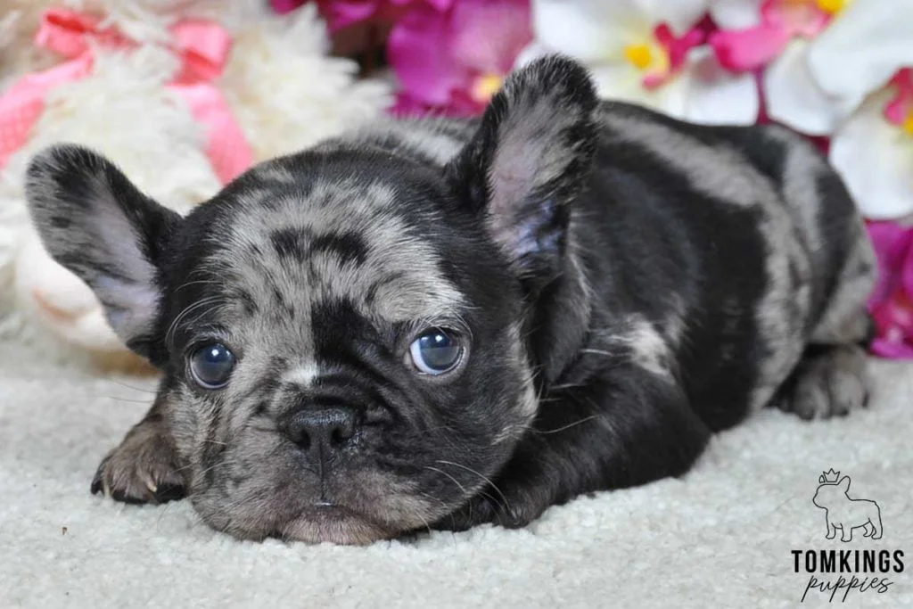 5 most common French bulldog eye problems - TomKings Blog