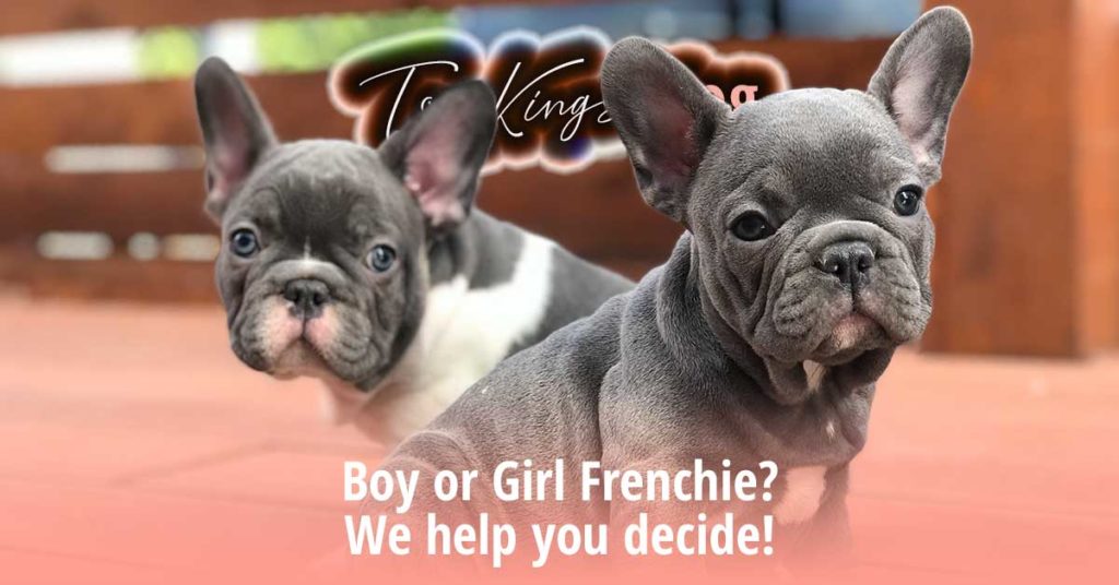 Boy or girl Frenchie? - TomKings Blog