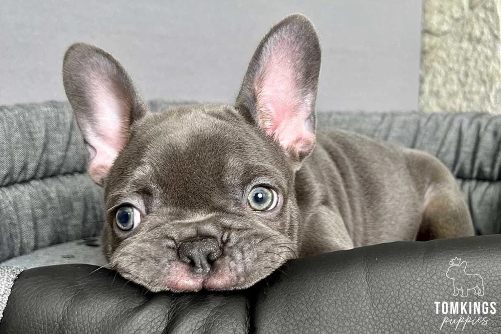 Everything you need to know about your Frenchie’s teeth - TomKings Blog