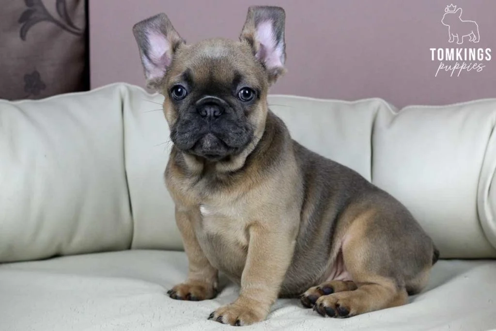 The TomKings Food Policy and the B.A.R.F diet for French Bulldogs - TomKings Blog