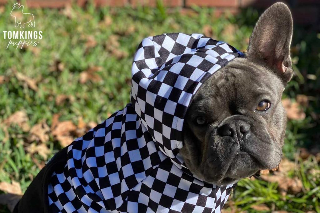 Why and how to dress your Frenchie? - TomKings Blog