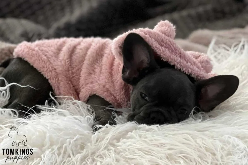 Why and how to dress your Frenchie? - TomKings Blog