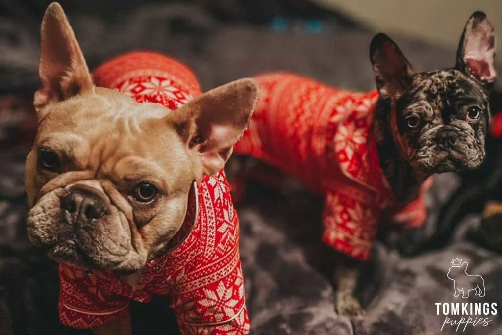 Why and how to dress your Frenchie? - TomKings Blog