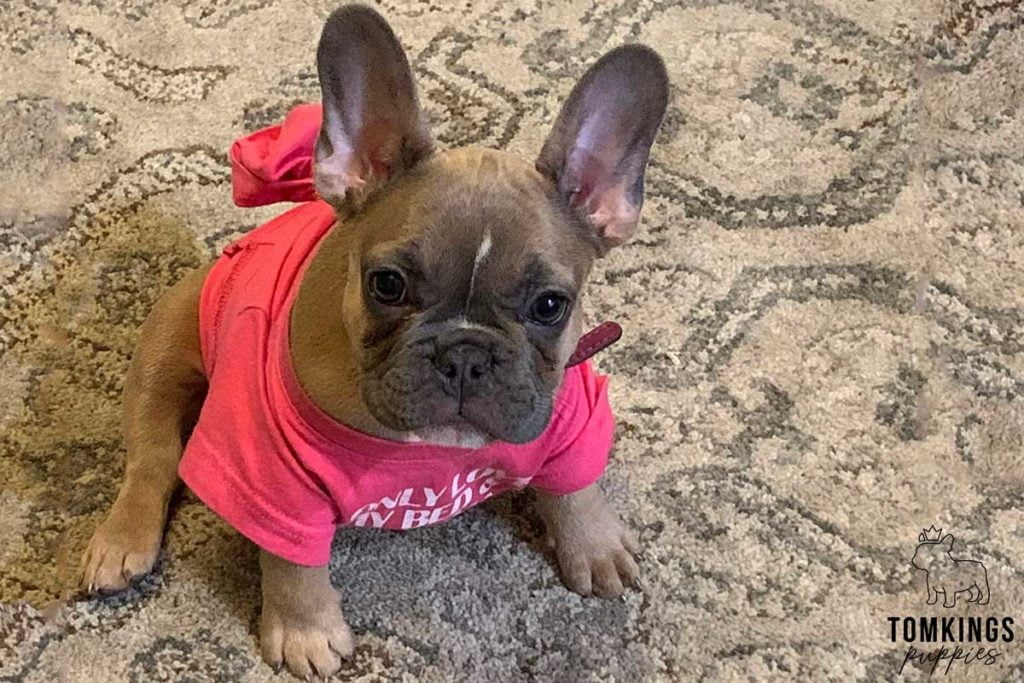 Why and how to dress your Frenchie? - TomKings Blog