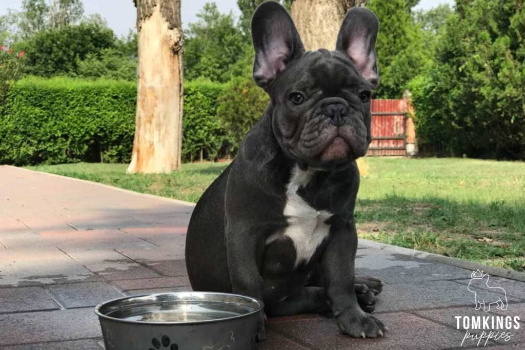 Homemade Frenchie food recipes - TomKings Blog