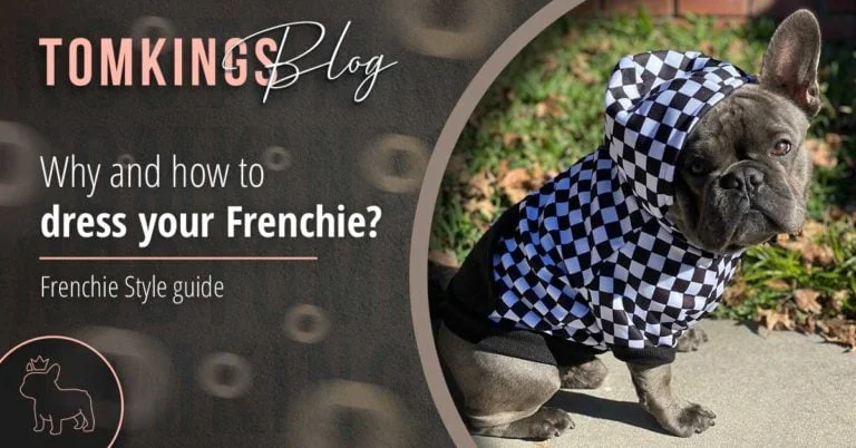 Why and how to dress your Frenchie? - TomKings Blog