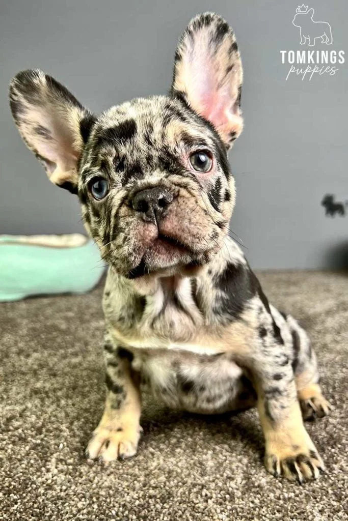 Merle and Tan French Bulldog Tricolor Merle French Bulldog TomKings Kennel