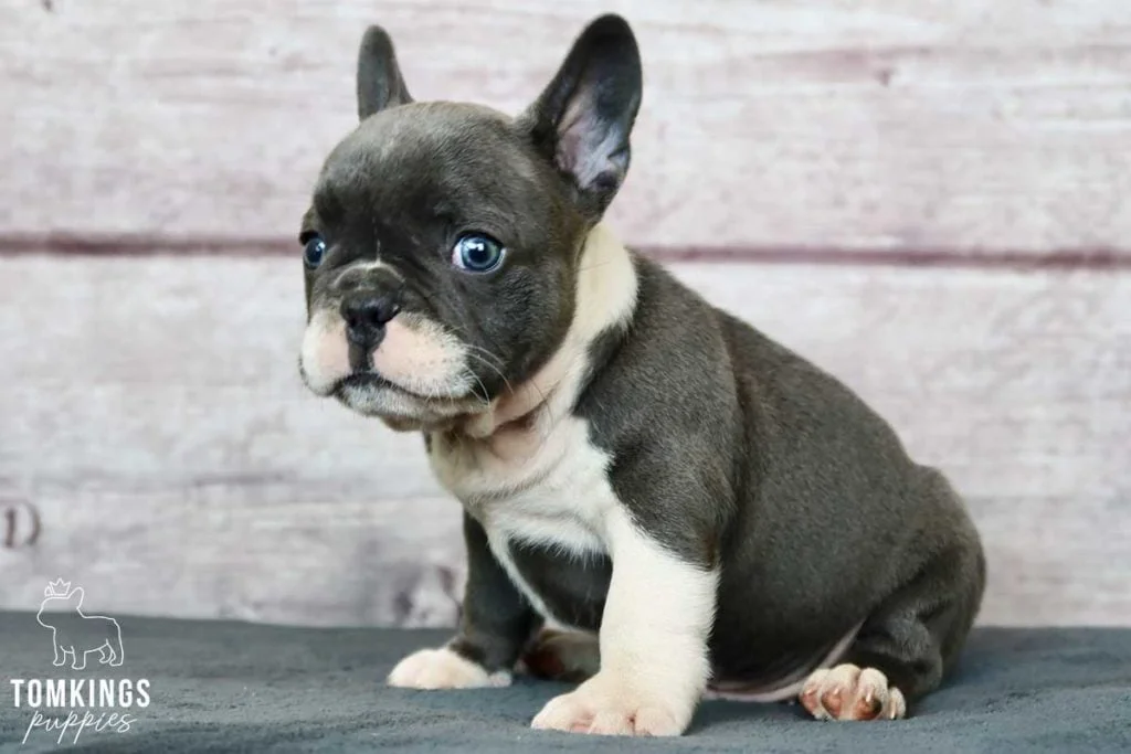 Everything you need to know about your Frenchie’s teeth - TomKings Blog