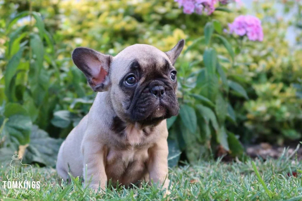 What to do when your Frenchie gets scared? - TomKings Blog