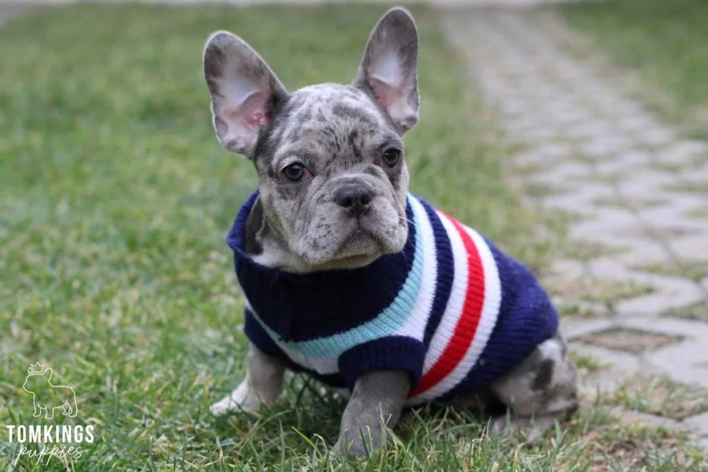 Top 25 Frenchie names: how to find the perfect one - TomKings Blog