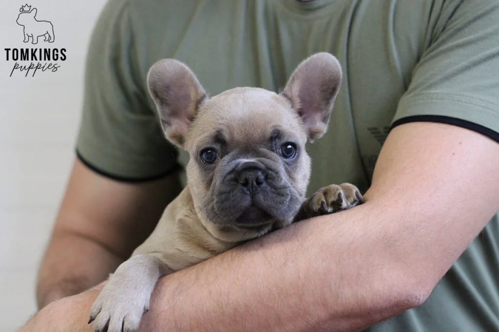 What to do when your Frenchie gets scared? - TomKings Blog