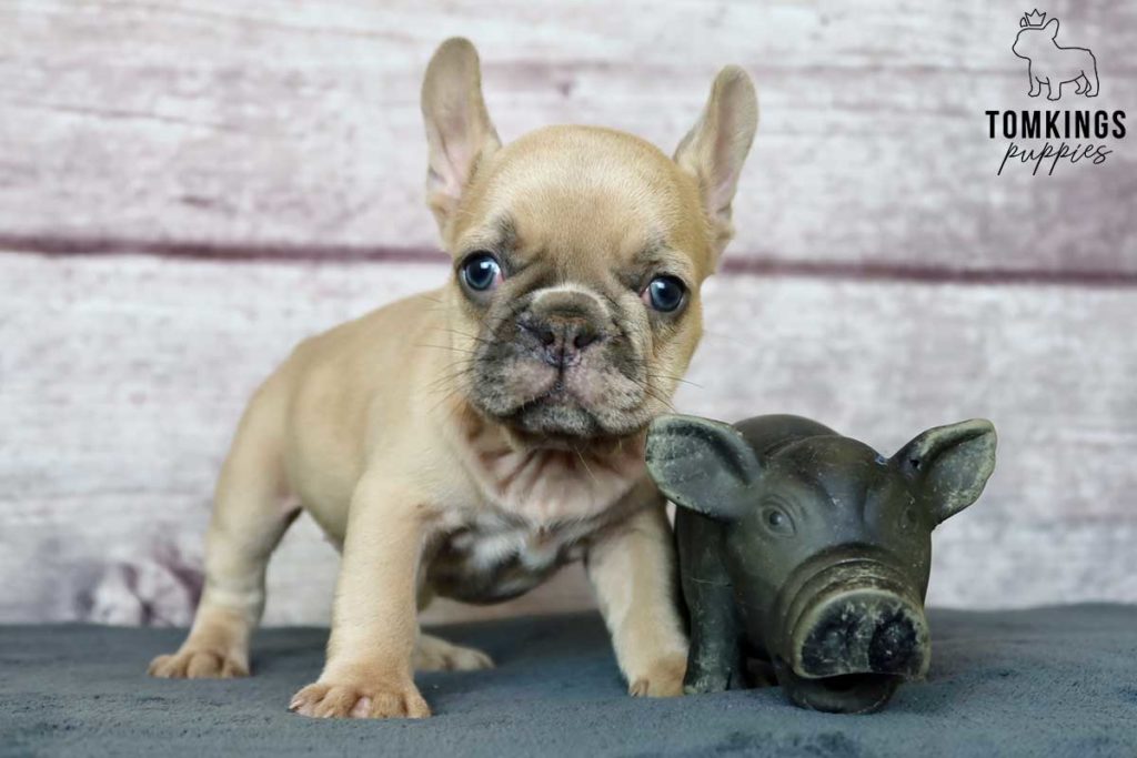 How to fly with your Frenchie? - TomKings Blog