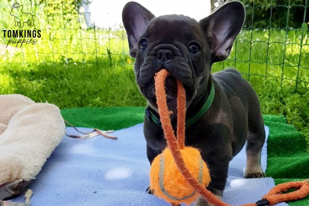 Everything you need to know about your Frenchie’s teeth - TomKings Blog