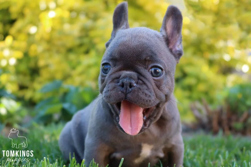 Why do Frenchies get the Zoomies? - TomKings Blog