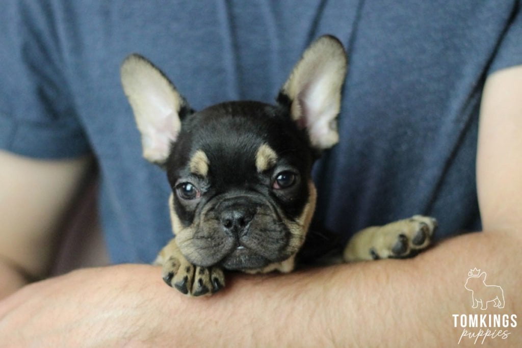 What to do when your Frenchie gets scared? - TomKings Blog